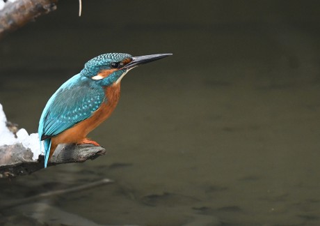 lednacek_tovacov 1131a