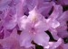 926_rododendron_1.JPG