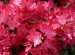 928_rododendron_3.JPG